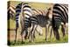 Baby zebra, Masai Mara, Kenya, East Africa, Africa-Karen Deakin-Premier Image Canvas