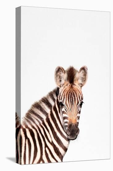 Baby Zebra-Tai Prints-Stretched Canvas
