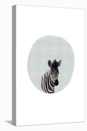 Baby Zebra-Leah Straatsma-Stretched Canvas