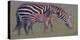 Baby Zebra-Jun Zuo-Premier Image Canvas