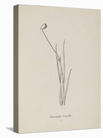 Baccopipia Gracilis. Illustration From Nonsense Botany by Edward Lear, Published in 1889.-Edward Lear-Premier Image Canvas