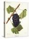 Bachet Grape-J. Troncy-Premier Image Canvas