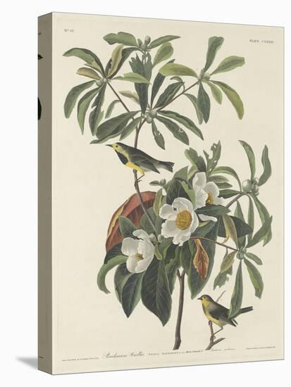Bachman's Warbler, 1834-John James Audubon-Premier Image Canvas