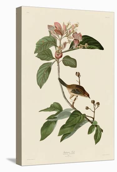 Bachmans Finch-John James Audubon-Stretched Canvas