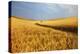 Back Country Road Winding Though Harvest Wheat Field-null-Premier Image Canvas