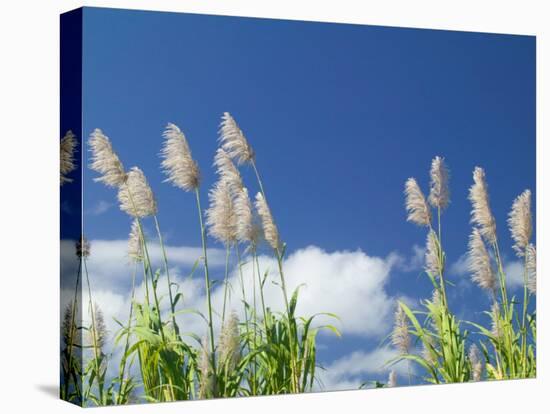 Back Country Sugar Cane Field, Kauai, Hawaii, USA-Terry Eggers-Premier Image Canvas