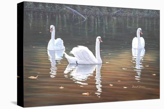 Back Lit Swans-Bruce Dumas-Premier Image Canvas