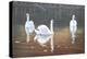 Back Lit Swans-Bruce Dumas-Premier Image Canvas