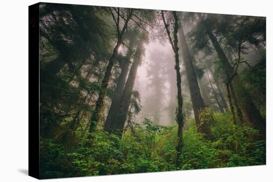 Back to the Trees, California Coastal Redwoods-null-Premier Image Canvas