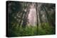 Back to the Trees, California Coastal Redwoods-null-Premier Image Canvas