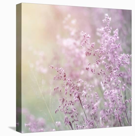 Background of Beautiful Lavender Color Flower Field-Anna Omelchenko-Premier Image Canvas