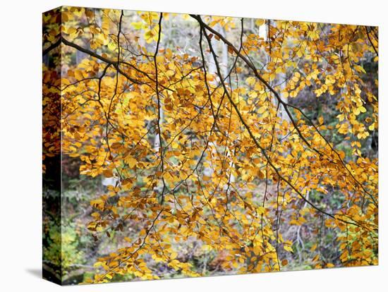 Backlit Autumn Leaves in Strid Wood, Bolton Abbey, Yorkshire, England, United Kingdom, Europe-Mark Sunderland-Premier Image Canvas