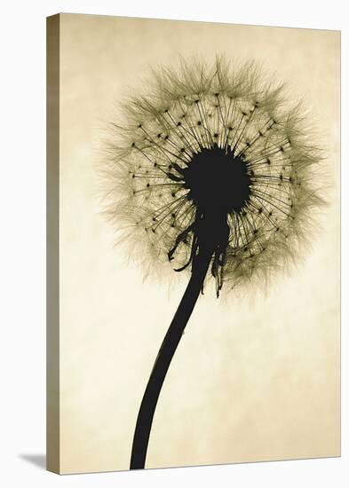 Backlit Dandelion-Jenny Kraft-Stretched Canvas