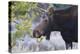 Backlit Moose (Alces Alces) Cow in Profile-Eleanor-Premier Image Canvas
