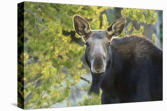 Backlit Moose (Alces Alces) Cow Stares at Camera in Evening Light-Eleanor-Premier Image Canvas
