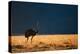 Backlit Ostrich in the early morning light, Masai Mara-Karen Deakin-Premier Image Canvas