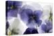 Backlit Pansies-null-Premier Image Canvas