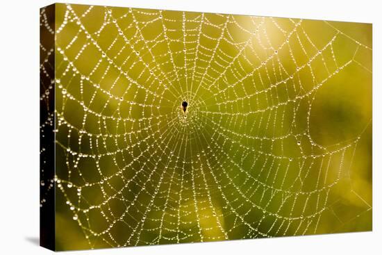 Backlit Spider Web in Theodore Roosevelt National Park, North Dakota, Usa-Chuck Haney-Premier Image Canvas