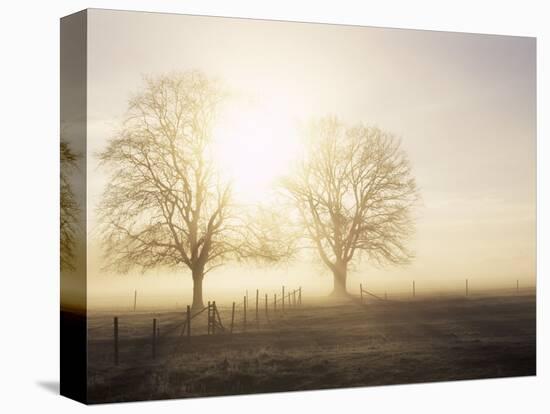 Backlit Trees and Morning Fog, Lechrain, Landsberg, Germany, Europe-Jochen Schlenker-Premier Image Canvas