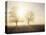 Backlit Trees and Morning Fog, Lechrain, Landsberg, Germany, Europe-Jochen Schlenker-Premier Image Canvas