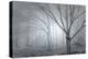Backwoods Mist-Doug Chinnery-Premier Image Canvas