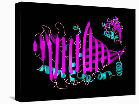 Bacteriochlorophyll-containing Protein-Laguna Design-Premier Image Canvas