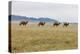 Bactrian Camel Herd. Gobi Desert. Mongolia.-Tom Norring-Premier Image Canvas