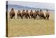 Bactrian Camel Herd. Gobi Desert. Mongolia.-Tom Norring-Premier Image Canvas