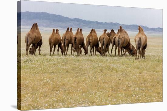Bactrian Camel Herd. Gobi Desert. Mongolia.-Tom Norring-Premier Image Canvas
