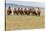 Bactrian Camel Herd. Gobi Desert. Mongolia.-Tom Norring-Premier Image Canvas