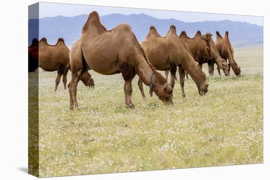 Bactrian Camel Herd. Gobi Desert. Mongolia.-Tom Norring-Premier Image Canvas