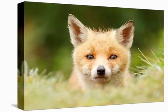 Bad Fur Day-Roeselien Raimond-Stretched Canvas