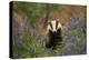 Badger amongst bluebells, Scotland, UK. May-Paul Hobson-Premier Image Canvas