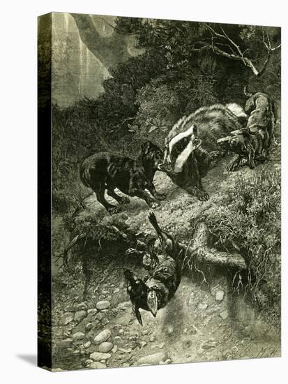 Badger Austria 1891-null-Premier Image Canvas