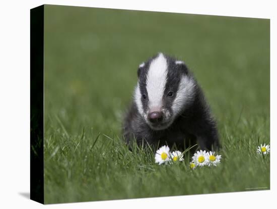 Badger Cub (Meles Meles), Captive, United Kingdom, Europe-Ann & Steve Toon-Premier Image Canvas