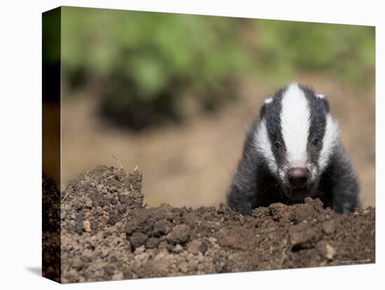 Badger Cub, Meles Meles, Captive, United Kingdom-Steve & Ann Toon-Premier Image Canvas