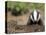 Badger Cub, Meles Meles, Captive, United Kingdom-Steve & Ann Toon-Premier Image Canvas