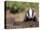 Badger Cub, Meles Meles, Captive, United Kingdom-Steve & Ann Toon-Premier Image Canvas