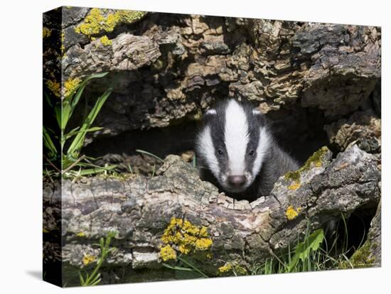 Badger Cub, Meles Meles, Captive, United Kingdom-Steve & Ann Toon-Premier Image Canvas