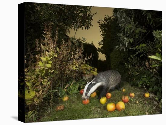 Badger eating apples in urban garden. Sheffield, UK-Paul Hobson-Premier Image Canvas