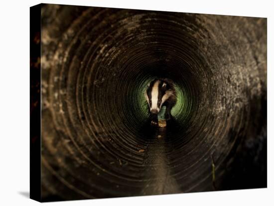 Badger, in a Concrete Tube-null-Premier Image Canvas