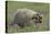 Badger in Meadow-DLILLC-Premier Image Canvas