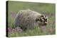 Badger in Meadow-DLILLC-Premier Image Canvas