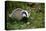 Badger in the Grass-null-Stretched Canvas