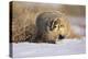 Badger in the Snow-DLILLC-Premier Image Canvas