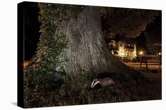 Badger (Meles Meles) Foraging by a Tree Near Buildings. Freiburg Im Breisgau, Germany, May-Klaus Echle-Premier Image Canvas