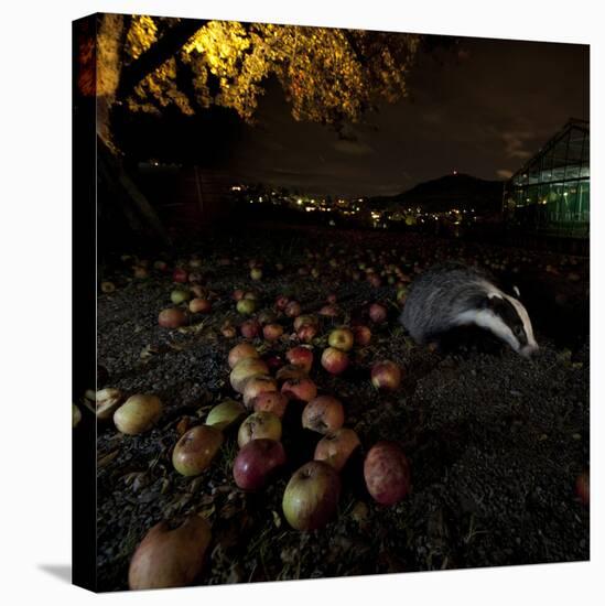 Badger (Meles Meles) under a Garden Apple Tree at Night. Freiburg Im Breisgau, Germany, November-Klaus Echle-Premier Image Canvas