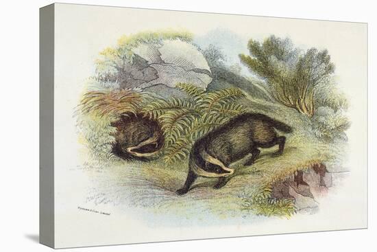 Badger, Naturalist's Lib-null-Stretched Canvas