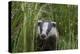 Badger walking through long grass, nr Launceston, Cornwall-David Pike-Premier Image Canvas