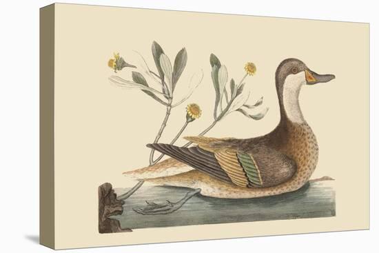 Bahama or Hathera Duck-Mark Catesby-Stretched Canvas